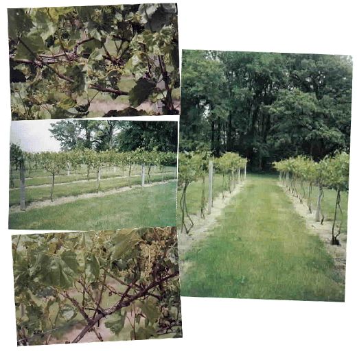 Vineyard - Spring 2001