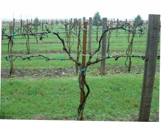 Vineyard - Spring 2005