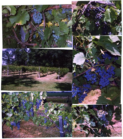 Vineyard - Summer 2001