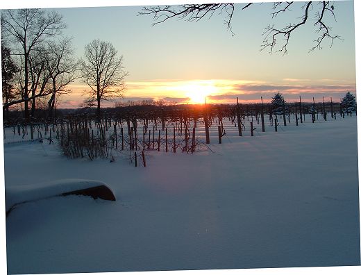 Vineyard - Winter 2004-2005